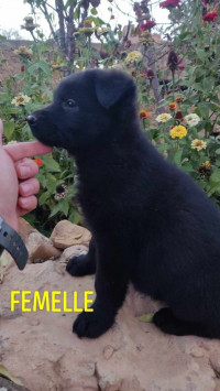 chien-chiot-femelle-berger-allemand-noir-medea-algerie