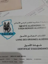 Femelle berger allemand 