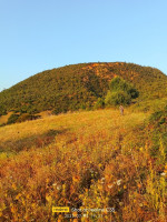 terrain-vente-blida-hammam-melouane-algerie