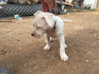 chien-chiot-dog-argentin-tipaza-algerie