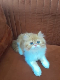 Chat persan moon face 