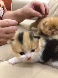 قطط-chats-persan-برج-البحري-الجزائر