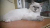 Chaton croisé persan 