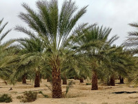 terrain-agricole-vente-biskra-lioua-algerie