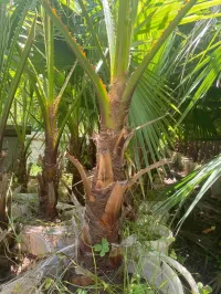 Palmier Washingtonia