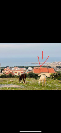 terrain-vente-boumerdes-zemmouri-algerie