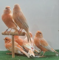 Canari Agate jaspe rouge et Isabelle rouge 