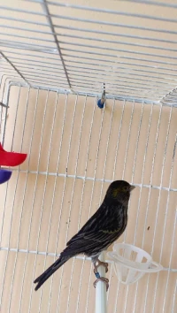 Canari noir mosaïque jaune 