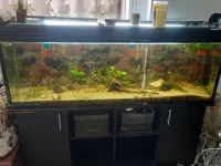 Vente aquarium  et accessoires 