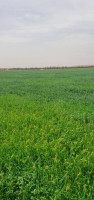 farmland-sell-djelfa-ain-oussara-algeria