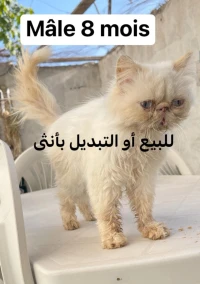 Chat Persan himalayen mâle 