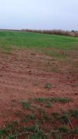 terrain-agricole-vente-tiaret-rechaiga-algerie