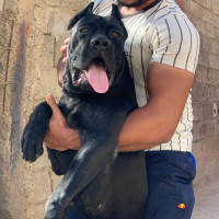 chien-cane-corso-mal-top-qualite-bab-ezzouar-alger-algerie