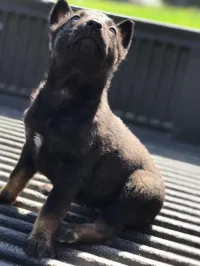 Chien malinois 