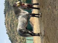 حصان-cheval-تيبازة-الجزائر