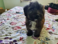 Bichon 