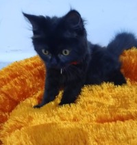 chats-un-chat-persan-ouled-yaich-blida-algerie