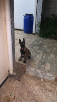 chien-malinois-femelle-3-mois-draria-alger-algerie