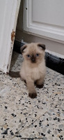 chat-scottish-fold-bordj-bou-arreridj-algerie