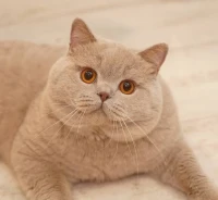 Garderie pour animaux