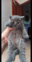 chat-chatons-british-short-hair-et-scottish-fold-bab-ezzouar-alger-algerie