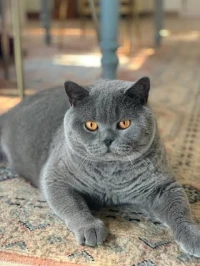 British short hair pedigree pour accouplement 