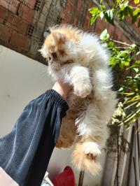 cats-chat-persan-kolea-tipaza-algeria