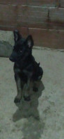 chien-malinois-noire-pure-sang-top-caractere-3-mois-ain-temouchent-algerie