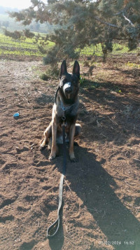 chien-malinois-charbonnier-ain-temouchent-algerie