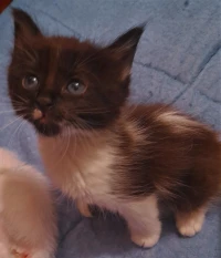 CHATON ANGORA
