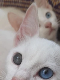 Chaton ANGORA