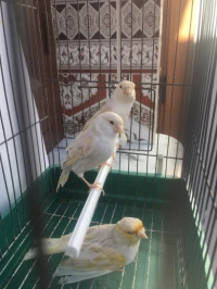 canari satinè mousaique jeune