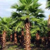 آخر-palmier-washingtonia-بئر-توتة-الجزائر