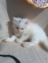 Chaton persan blanc