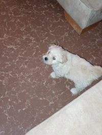 Caniche bichon
