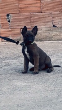 كلب-malinois-وهران-الجزائر