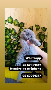 Chat persan قط بيرسون  