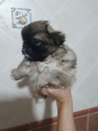 chien-caniche-pekinois-ain-taya-alger-algerie