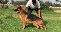 chien-berger-allemand-male-pedegre-boufarik-blida-algerie