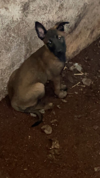 chien-malinois-tizi-ouzou-algerie