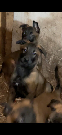 chien-malinois-tizi-ouzou-algerie