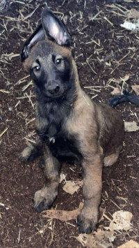 chien-malinois-tizi-ouzou-algerie