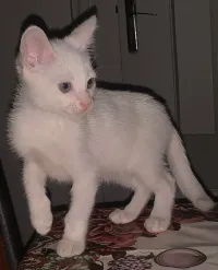 Un chat angora 