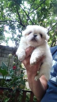 كلب-male-chiot-pekinois-45-jours-toop-de-براقي-الجزائر
