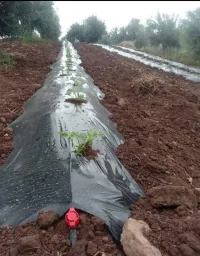 صناعة بلاستيك الفلاحة ( البياج ) 