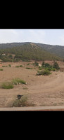 terrain-vente-ain-defla-algerie