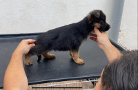 chien-chiot-berger-allemand-blida-algerie