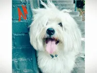 Bichon maltais f 3moi