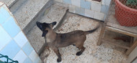 chien-chiot-malinois-bir-mourad-rais-alger-algerie