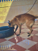 chien-malinois-classique-hassi-maameche-mostaganem-algerie